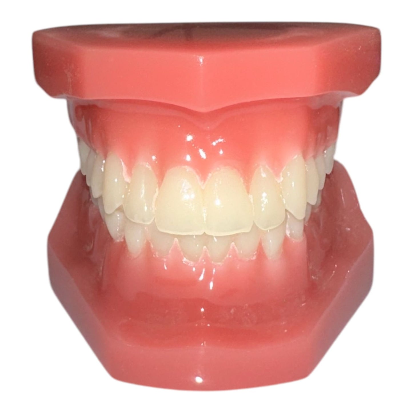 Modelo de ortodoncia tipodonto con encía dura y 28 dientes, ideal para demostraciones y prácticas clínicas.