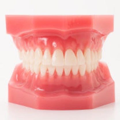 Modelo de ortodoncia tipodonto con encía dura y 28 dientes, ideal para demostraciones y prácticas clínicas.
