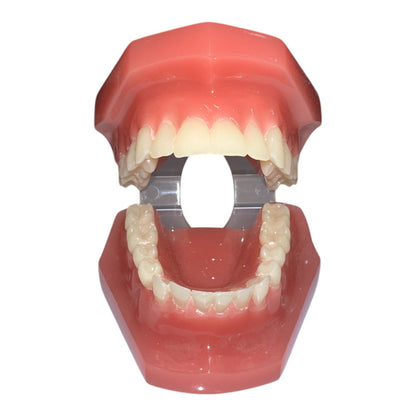 Modelo de ortodoncia tipodonto con encía dura y 28 dientes, ideal para demostraciones y prácticas clínicas.
